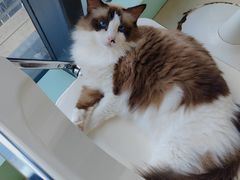 -怪兽屋·羊驼·猫咖·狗咖(俊华广场店)