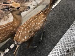 -清迈夜间动物园