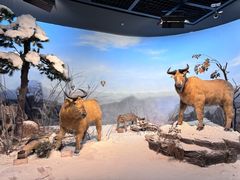 -陕西自然博物馆