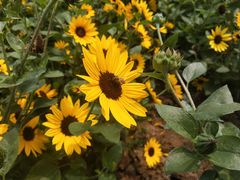 -文华公园(禅城区)