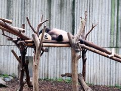-成都大熊猫繁育研究基地