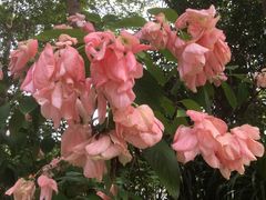 -福田红树林生态公园