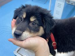 -万博宠物医院·手术·诊疗(未央凤城五路店)