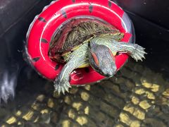 -帕帕拉兹宠物(亚洲旗舰店)