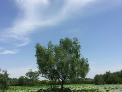 -大湾区中央湿地公园