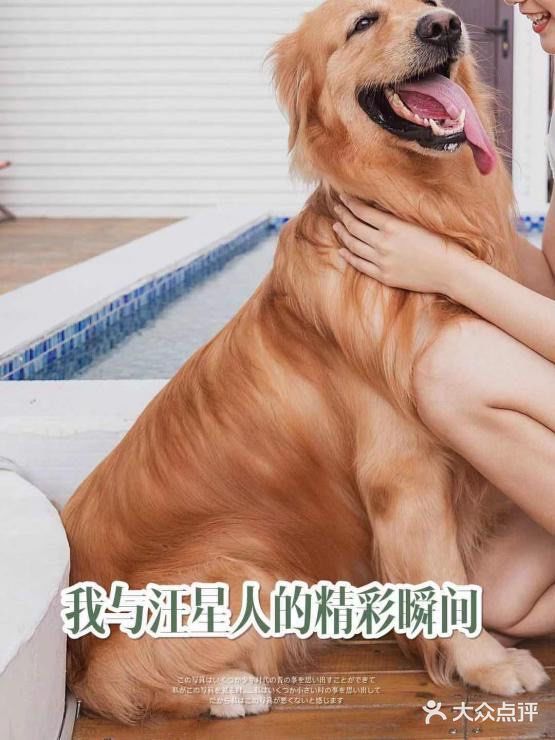 【家有戏精萌宠】金毛养成日记
