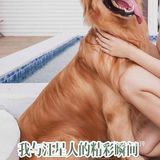 【家有戏精萌宠】金毛养成日记
