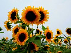 -北京东方普罗旺斯薰衣草庄园