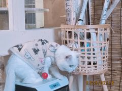 -楼上猫咖(罗湖店)