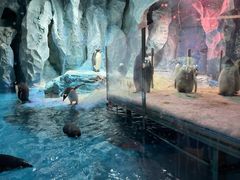 -帝企鹅自助餐厅•儿童岛•真企鹅(长隆企鹅酒店)