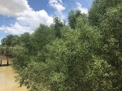 -崖口红树林海鲜餐厅