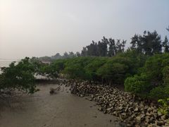 -宝安西湾红树林湿地公园
