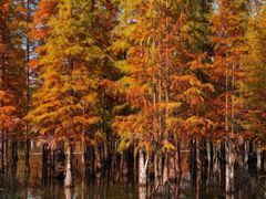 -白鹭湾湿地公园