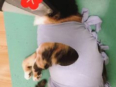-伟伟宠物医院·CT影像中心·瑞派犬猫综合性门诊(汉口总院)