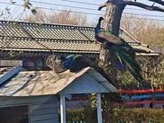 -有喜胶东小馆(太申祥和店)
