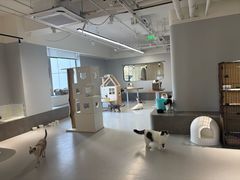 -Cappucimeow猫咪咖啡馆(韦伯时代店)