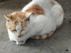 -爱维尔阳光蛋糕(独墅湖邻里中心店)