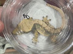 -酷以爬仙阁实体爬宠店·守宫·蜥蜴·专业繁育