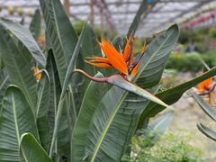 -南宫五洲植物乐园