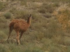 -新疆天山野生动物园