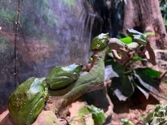 -正佳雨林生态植物园