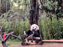 -广州长隆野生动物世界