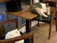 -有猫主题·治愈系猫咖(曾厝垵店)