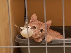 -瑞派康怡24h宠物医院·犬猫医疗中心·微创绝育(瑞景分院)