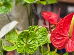 -沪花拾者(好再来花卉鲜花店)