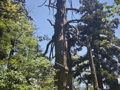 -天目山大树王景区