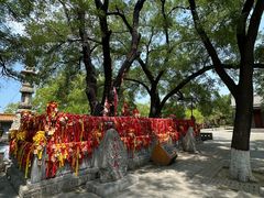 -大槐树寻根祭祖园
