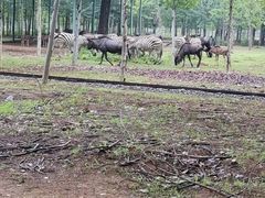 -秦皇岛野生动物园
