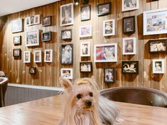 -百好乐宠物友好餐厅(朝外大街店)