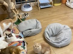 -唐小姐の私宠·宠物洗护美容·撸猫馆·购宠(周浦万达旗舰店)