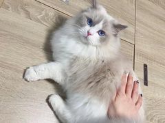 -momokira米努特·德文卷毛猫·棉花面纱犬