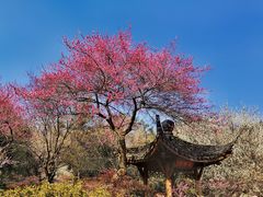 -杭州植物园