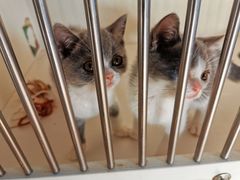 -东方名猫馆·英短金渐层布偶猫舍(环线广场1号楼店)