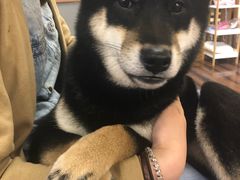 -豆柴町-柴犬主题狗咖(红鼎国际C座店)