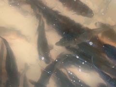 -庆岭迎宾园正宗活鱼馆