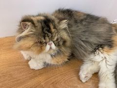 -COLOR PETS 撸猫馆·购猫·猫咖(长风大悦城店)