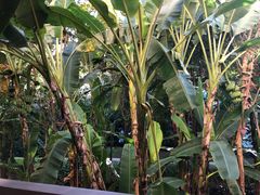 -西双版纳融创皇冠假日度假酒店