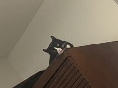 -瑞鹏宠物医院·骨科·猫科·内科(第一中心)