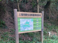 -上海佘山国家森林公园天马山园