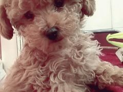 -芭比堂动物医院·犬猫全科·异宠专科(雁塔分院)