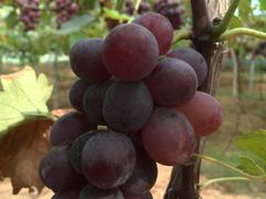 -海堤葡萄园中小学生研学基地