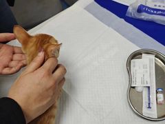 -博特宠物医院24h犬猫全科.骨科·异宠