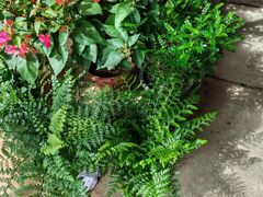 -桂林市花鸟市场