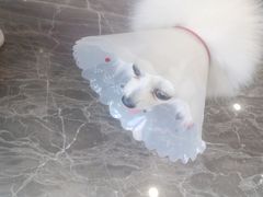 -宠爱国际动物医院· 猫科· 外科·中兽医(长白店)