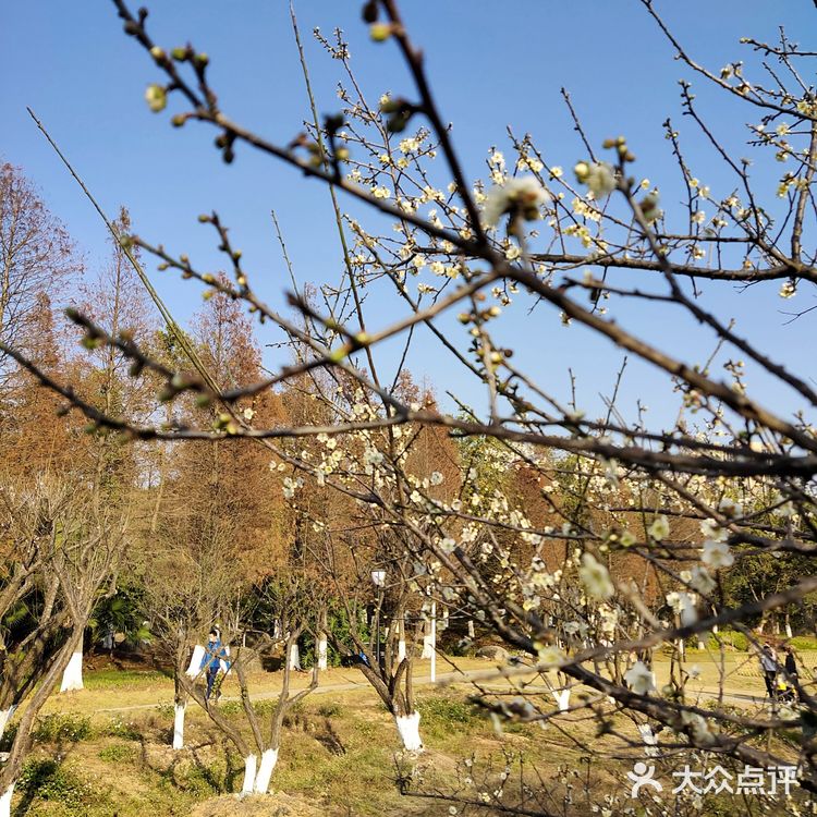 梅花和红杉，二者可得兼也！逛一个地方，赏两种风光