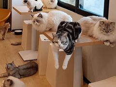 -有喵·猫咖·狗咖·30几只猫10只小狗(岗厦店)